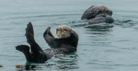 Sea otters frolic in Morro Bay