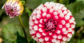 Dahlias outside of San Francisco's Conservatory of Flowers, Golden Gate Park Dahlias outside of San Francisco's Conservatory of Flowers, Golden Gate Park