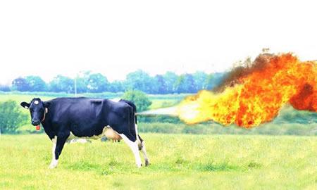 Farting cow Farting cow