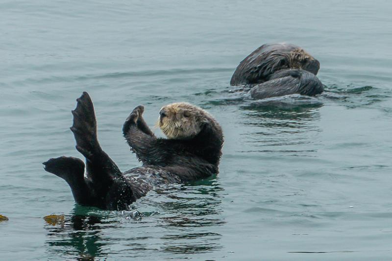 Sea otters frolic in Morro Bay