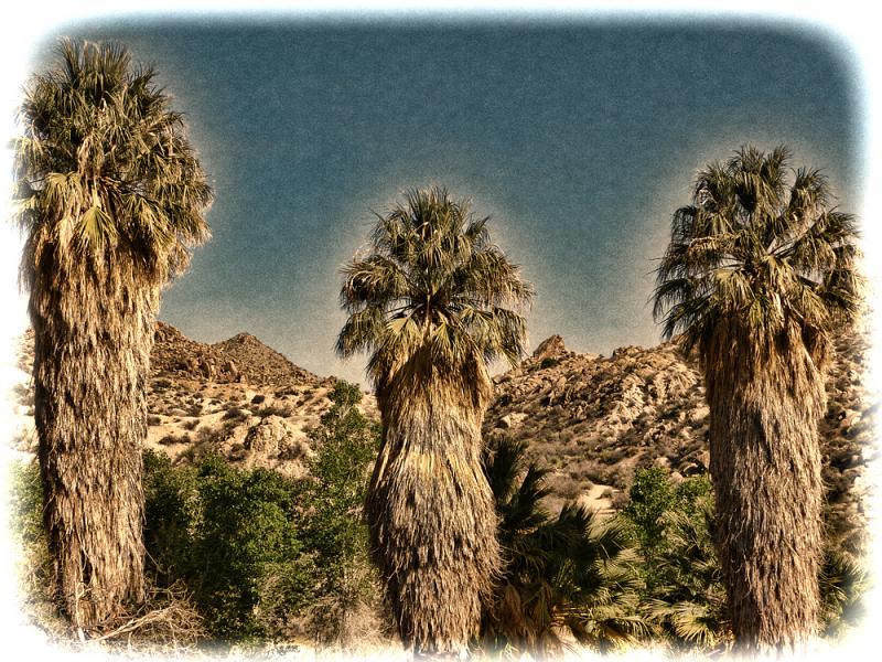 &quot;Three Palms&quot; at Cottonwood Springs.