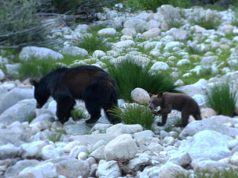 Bears in the riverbed just below our campsite!