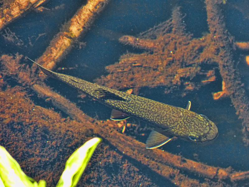 Sequoia and Kings Canyon National Parks
