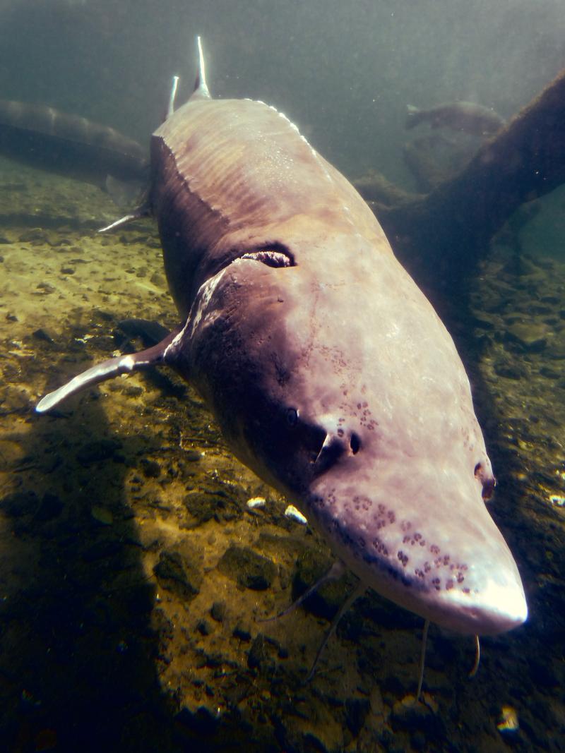 Herman the 70-year-old 10-feet-long sturgeon