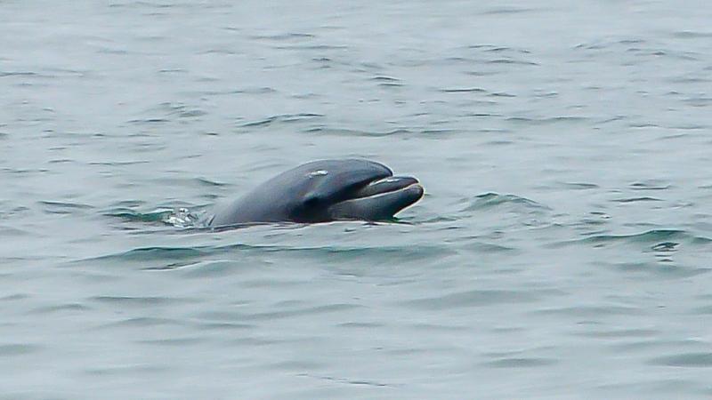 Dolphin off the beach near Carpenteria
