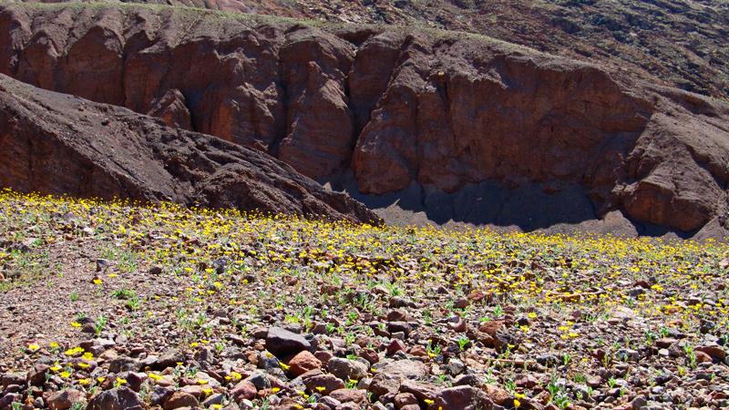 More wildflowers bear Badwater.