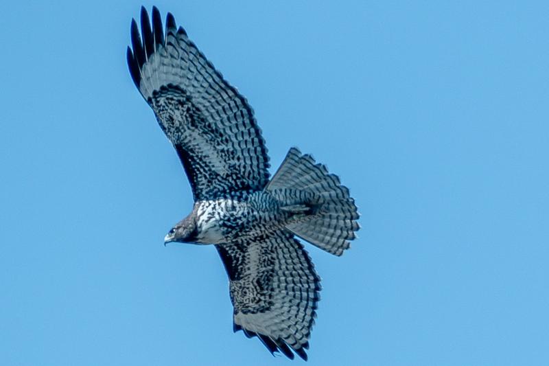 Hawk flying around Richmond Point