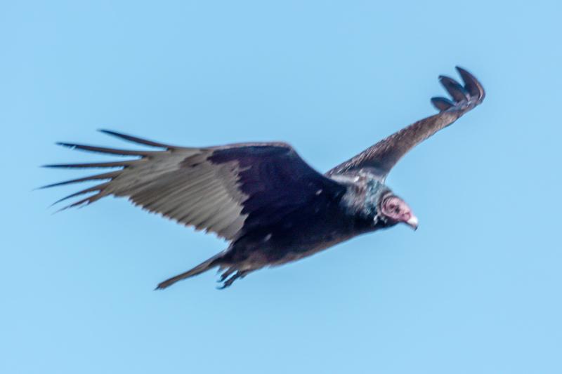 Turkey Vulture, Alameda Point