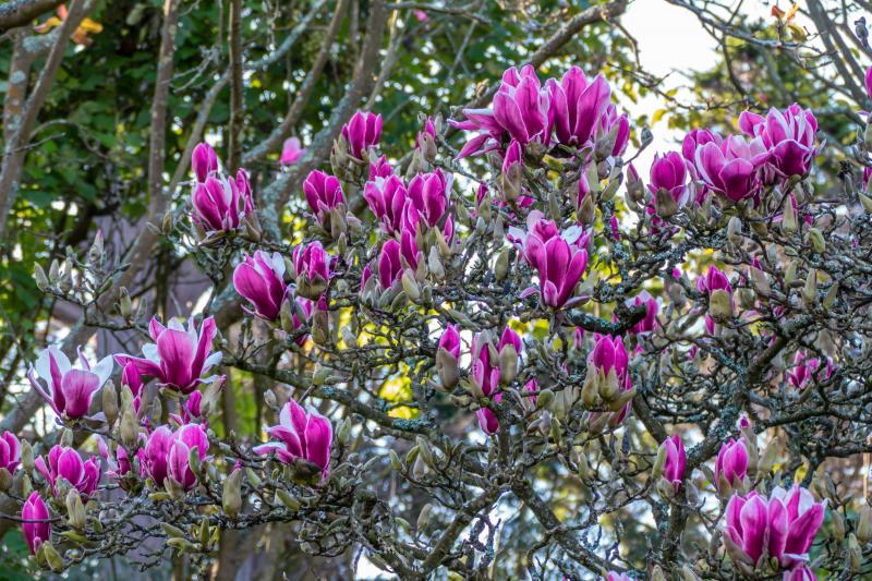 Magnolias! Botanical Gardens at Golden Gate Park