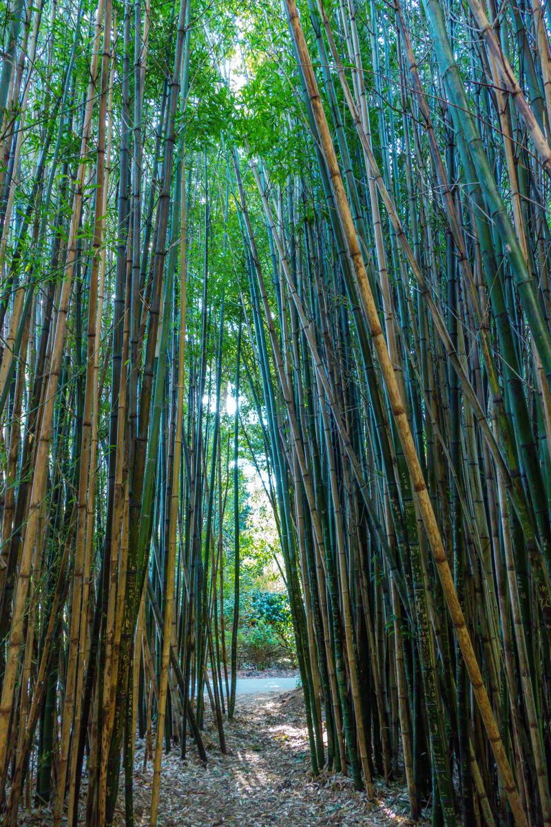 Bamboo forest - Botanical Gardens at Golden Gate Park