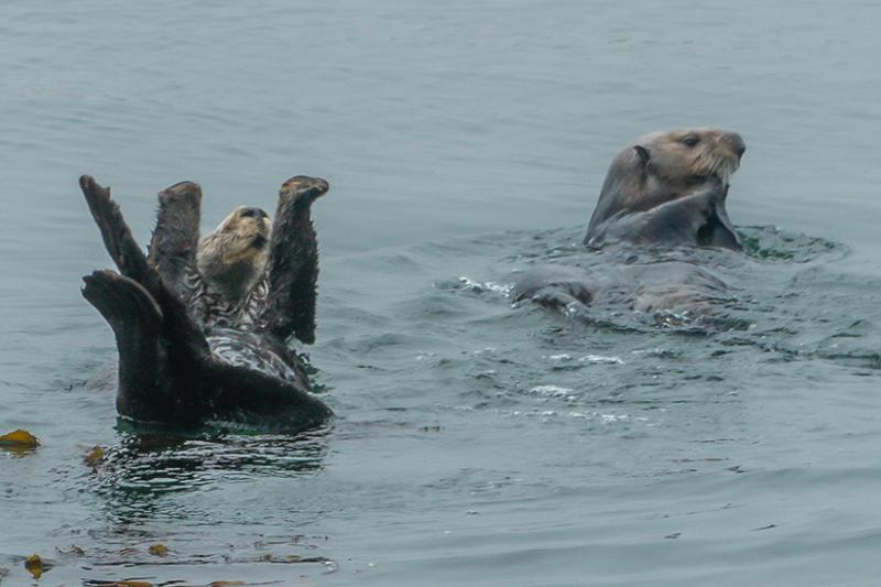 Sea otters at Morro Bay