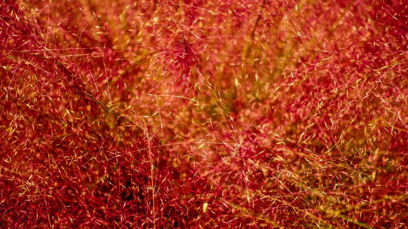 Abstract of something grassy