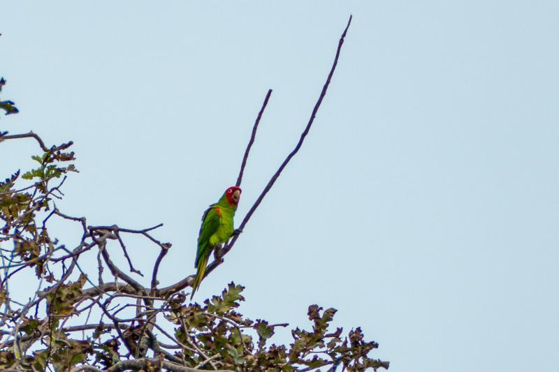 One of the wild parrots of Telegraph Hill