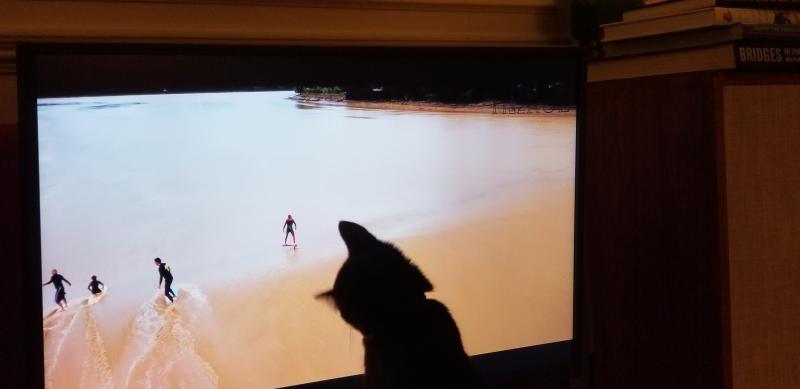 Rick the Cat watching surfing