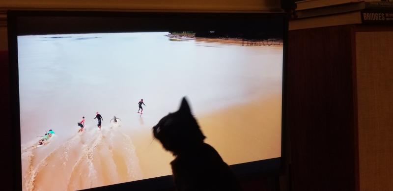 Rick the Cat watching surfing