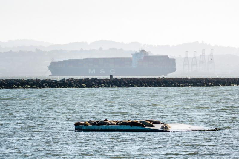 Sea lion haul-out.
