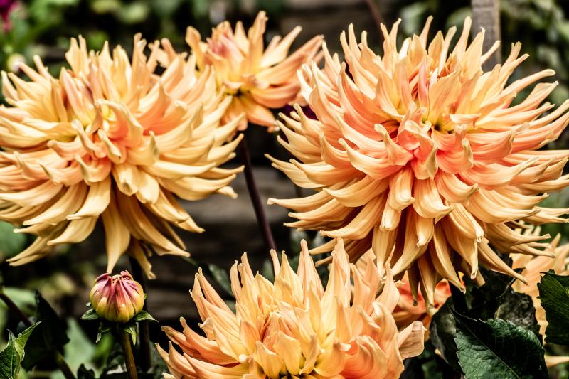Dahlias outside of San Francisco&#039;s Conservatory of Flowers, Golden Gate Park