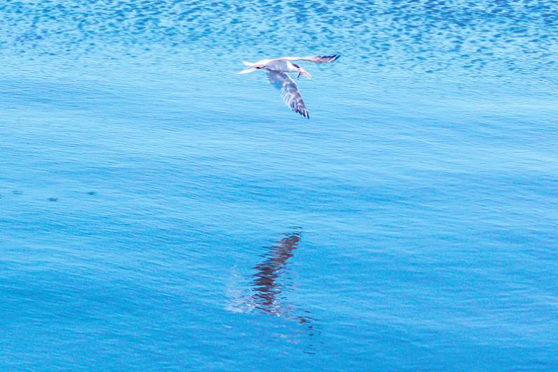 Tern at Seaplane Lagoon