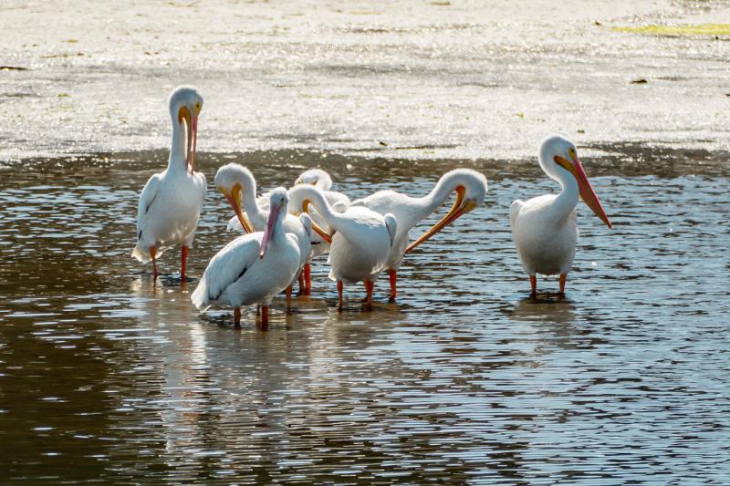 White pelicans near Crissy Field, San Francisco