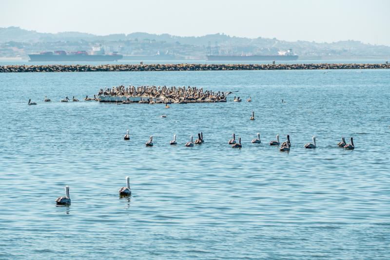 Brown pelicans taking over the sea critter haul out.