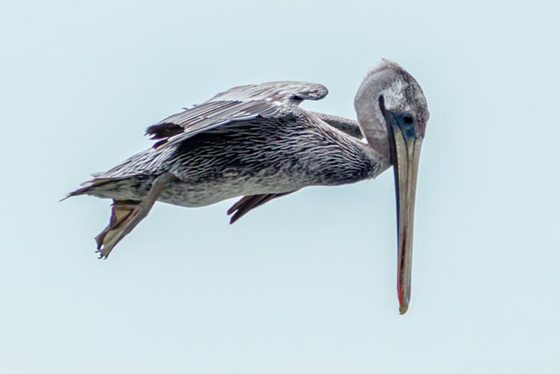 Alameda&#039;s brown pelicans.