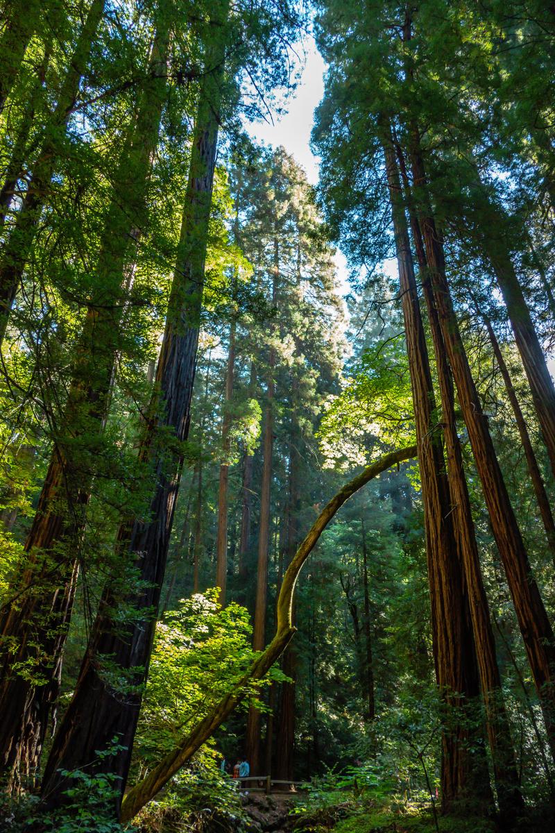Muir Woods redwoods.