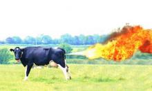 Farting cow