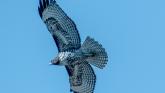 Hawk flying around Richmond Point